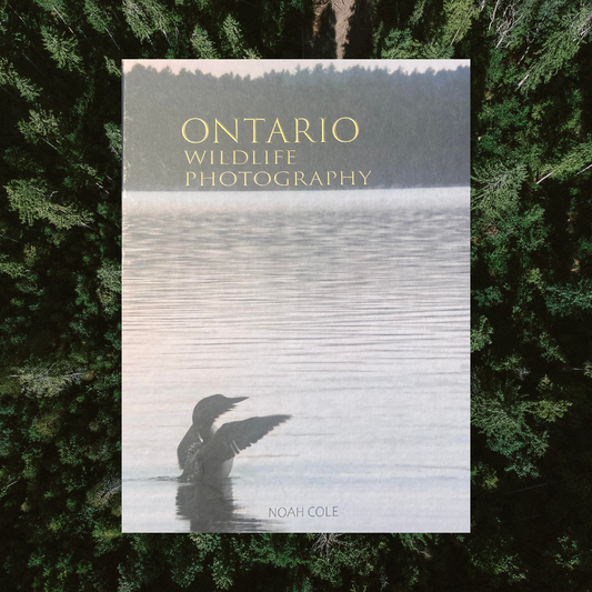 Ontario Wildlife Photography - Book by Noah Cole